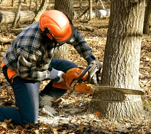 Tree Removal in Barry, MN